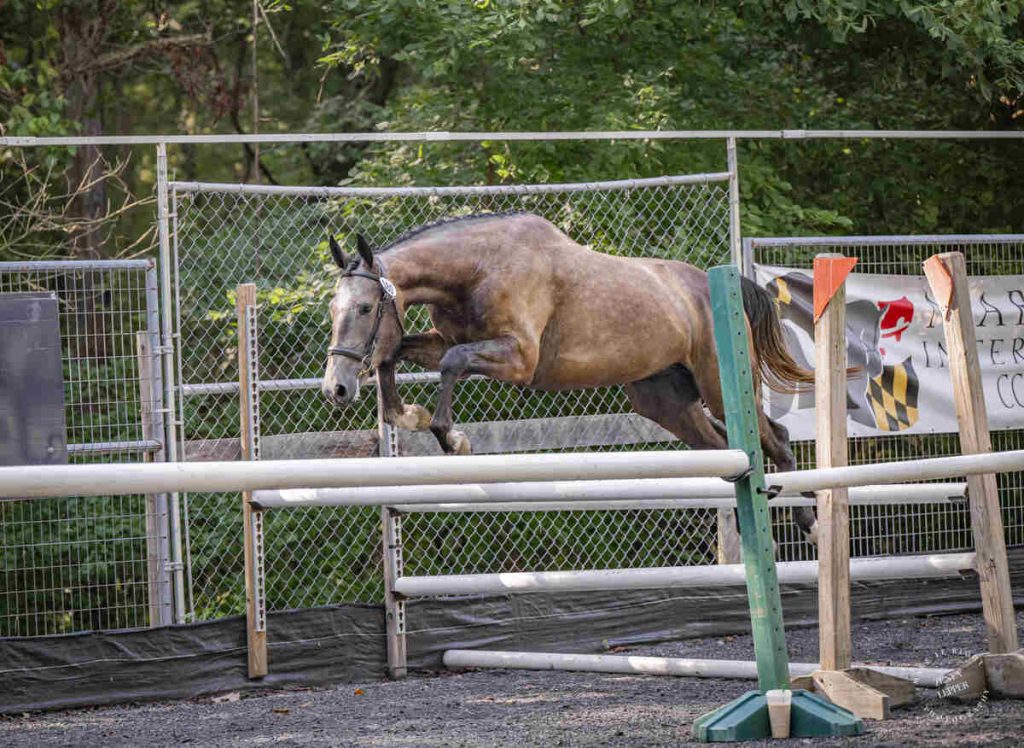 Grey horse freejumping oxer.