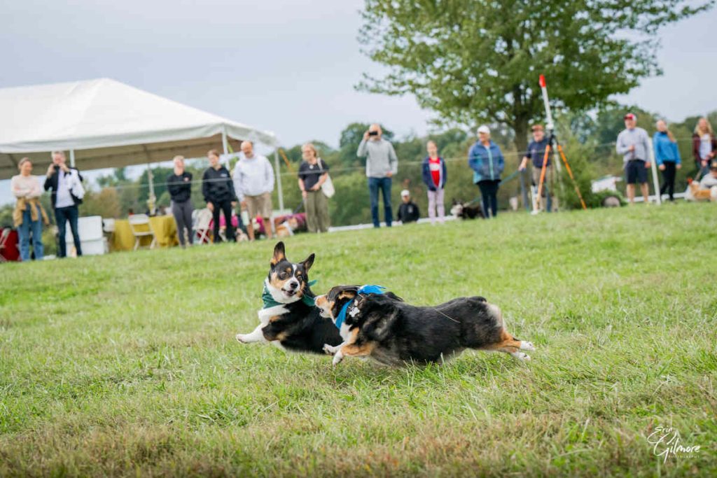 Two corgis running in grass.