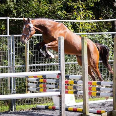 horse jumping at jump chute clinic