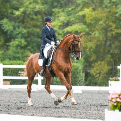 dressage rider on chestnut